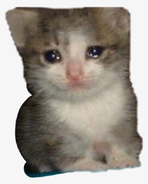 Report Abuse - Sad Cat Dank Memes