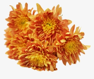 Yellow Chrysanthemum Png Download - Carrot