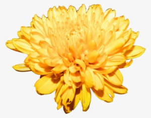Chrysanthemum Png Free Download - Chrysanthemum Png