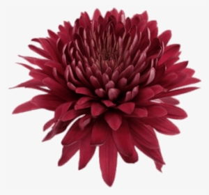 Deep Red Chrysanthemum - Chrysanthemum Transparent