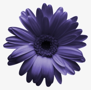 Hand Painted A Chrysanthemum Png Transparent - Daisies Png