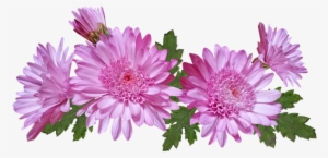 Chrysanthemum Flower Png