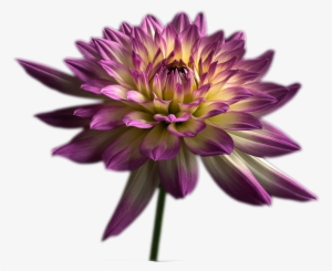 Graphic Library Library Violet Computer File Chrysanthemums - Chrysanthemums Png