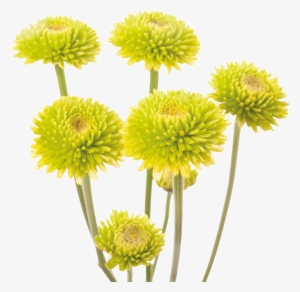 This Product Design Is Yellow Chrysanthemum About Yellow, - Chrysanthemum