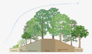 Tree Windbreak