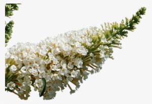 Butterfly Bush White Png