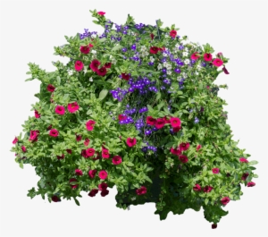 [flowers And Bushes] -hanging Flowers Png - Flower In Vine Png