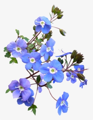 Blue Flower Free Photo On Pixabay - Hübsche Blaue Blumen-hochzeits-einladung Modern Karte