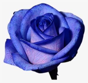 Elsa Could Be A Periwinkle, Or A Blue Rose - Blue Rose With No Background