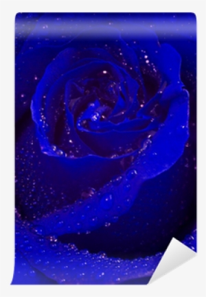 Blue Rose
