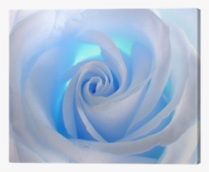 White Blue Rose Flowers