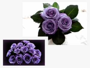 This Blue Rose, After Seemingly Endless Days Of Development, - Garden Roses