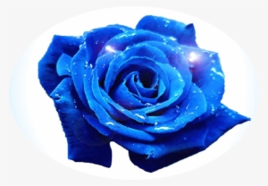 Blue Rose Opening Gif