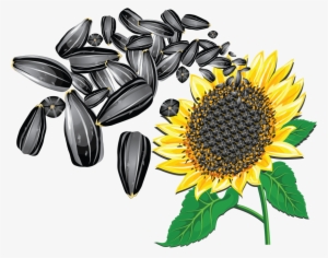 Free Png Sunflower Seeds Png Images Transparent - Sunflower Seeds Vector Png