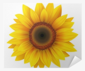 Sunflower Vector Png