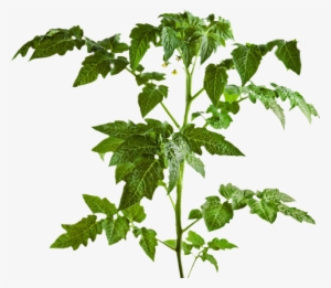 Part Of Tomato Plants Leaf