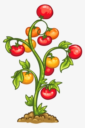 Tomato Plant - Planta De Tomate Png