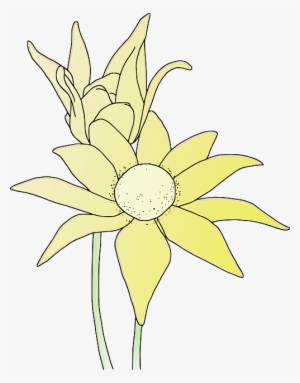 Sunflower, Flower, Garden, Plant, Yellow - Clip Art
