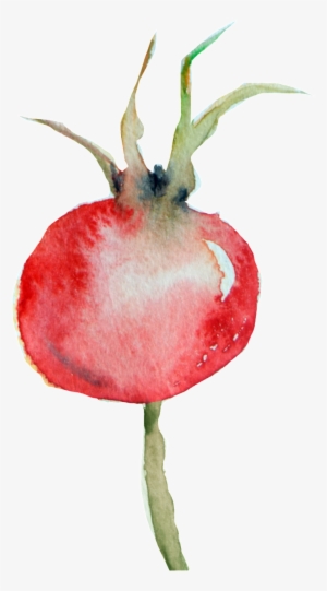 Rose Hip
