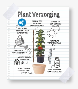 Keep Farmzy Tomato Plants - Flowerpot