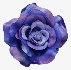 Navy Blue - Garden Roses