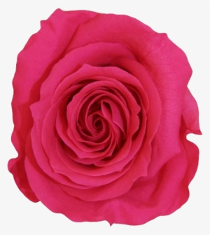 La Fabuleuse With 25 Eternal Roses - Rose