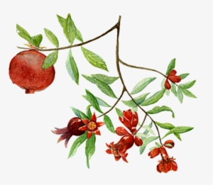 Label Of Earthsong Pomegranate Breast Oil - Michel Design Works 12 Count Library Notes, Morning