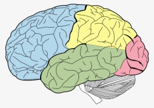 Colored Lobes - Labeled Brain Model Anatomy - 850x1000 PNG Download ...