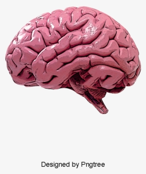 Human Brain, Brain Clipart, Humanity, Brain Png And - Мозг Пнг