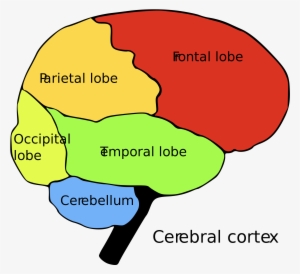Frontal Lobe