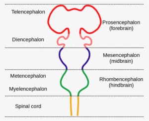 Image - Embryological Divisions Of The Brain