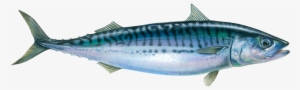 Atlantic Mackerel - Mackerel Transparent