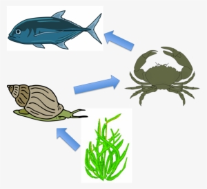 Download Food Chain In The Ocean Clipart Crab Food - Food Chain In Sea