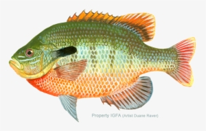 Sunfish Redbreast Lepomis Auritus - Redbreast Sunfish