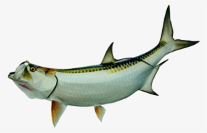 Tarpon Fish Png