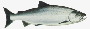 Noaa Report Establishes Chinook Monitoring Framework - King Salmon Clip Art