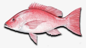 Ocean Fish Png Download - Sport Fish Of The Gulf Book By Vic Dunaway