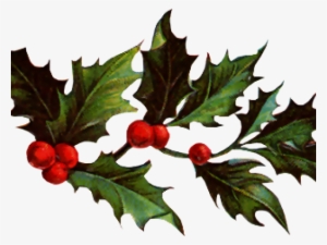 Christmas Holly Graphics - American Holly