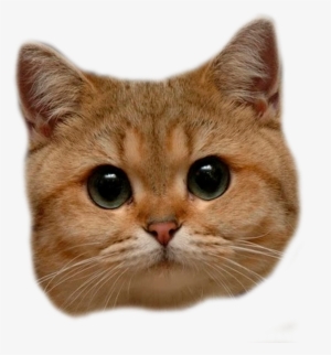 Transparent Background Cat Head Png