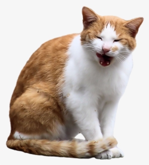 If I Know One Thing About Orange Cats, It's That They - Cat