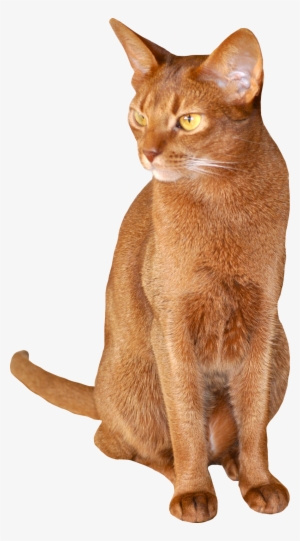 Cat Sitting Transparent Background