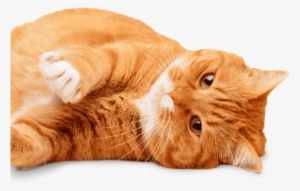 Sick Cat Needing An Appointment At Prestige Animal - Starch Pet Hospital