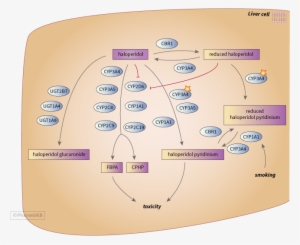 Promethazine 50 Mg Suppositories - Diagram