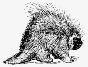 Porcupine Png