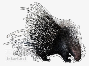 African Crested Porcupine Decal - African Crested Porcupine Transparent