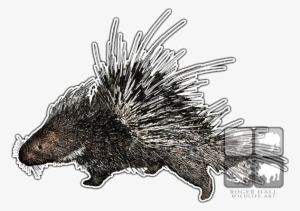 Malayan Porcupine Decal - Malayan Porcupine Throw Blanket