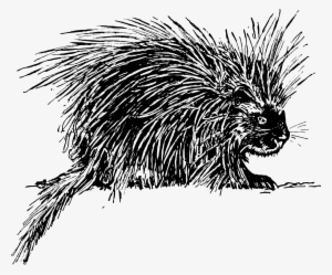Porcupine - Porcupine Drawing Png