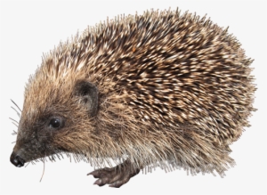 Hedgehog Png
