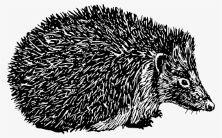 Domesticated Hedgehog Porcupine Argonaut Echidna - Black And White Hedgehog Clipart