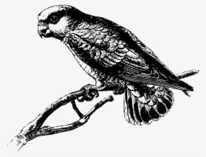 This Free Icons Png Design Of Pygmy Parrot